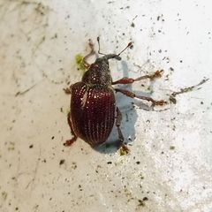 Coeliodes rubicundus