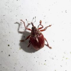 Coeliodes rubicundus