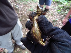 Lepidophyma flavimaculatum
