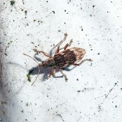 Polydrusus tereticollis