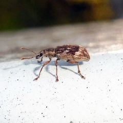 Polydrusus tereticollis