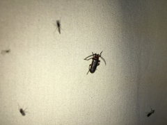 Atalantycha bilineata