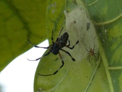 Araneae
