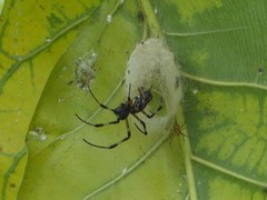 Araneae