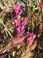 Castilleja ambigua humboldtiensis