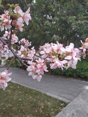 Prunus × lannesiana