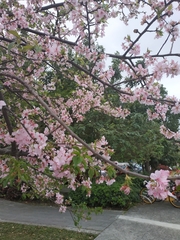 Prunus × lannesiana