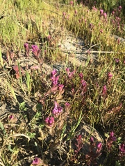 Castilleja ambigua humboldtiensis