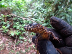 Lepidophyma flavimaculatum