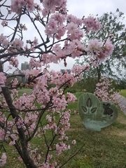 Prunus × lannesiana