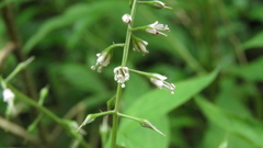 Lysimachia decurrens