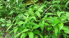 Lysimachia decurrens