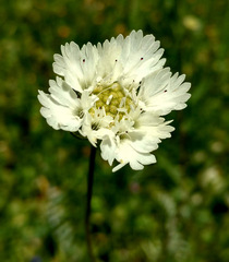 Lomelosia palaestina