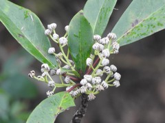 Daphniphyllum calycinum