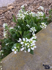 Cochlearia officinalis