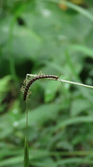 Helicorthomorpha holstii