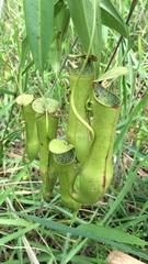 Nepenthes gracilis