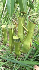 Nepenthes gracilis