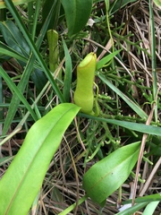 Nepenthes gracilis
