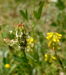 Trigonella spicata