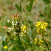 Fenugreek - Photo (c) Ron Frumkin, some rights reserved (CC BY-NC), uploaded by Ron Frumkin