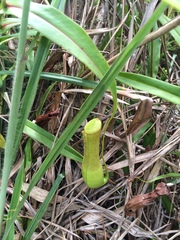 Nepenthes gracilis