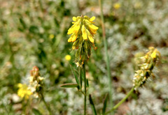 Trigonella spicata
