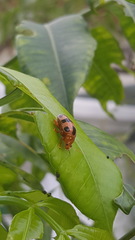 Podontia affinis