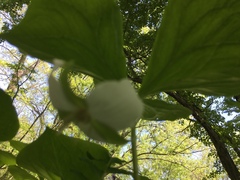 Trillium