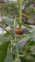 Podontia affinis
