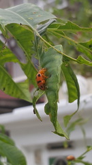 Podontia affinis