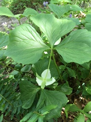 Trillium