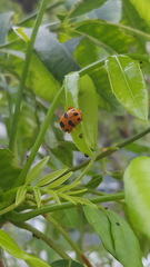 Podontia affinis