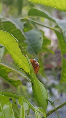 Podontia affinis