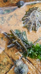 Splachnidium rugosum