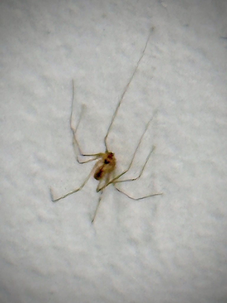 Spiders from Edgewater, Chicago, IL, USA on April 27, 2024 at 08:18 AM ...