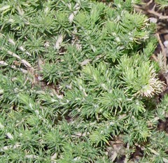 Aspalathus chenopoda