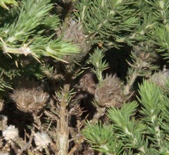 Aspalathus chenopoda