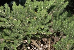 Aspalathus chenopoda