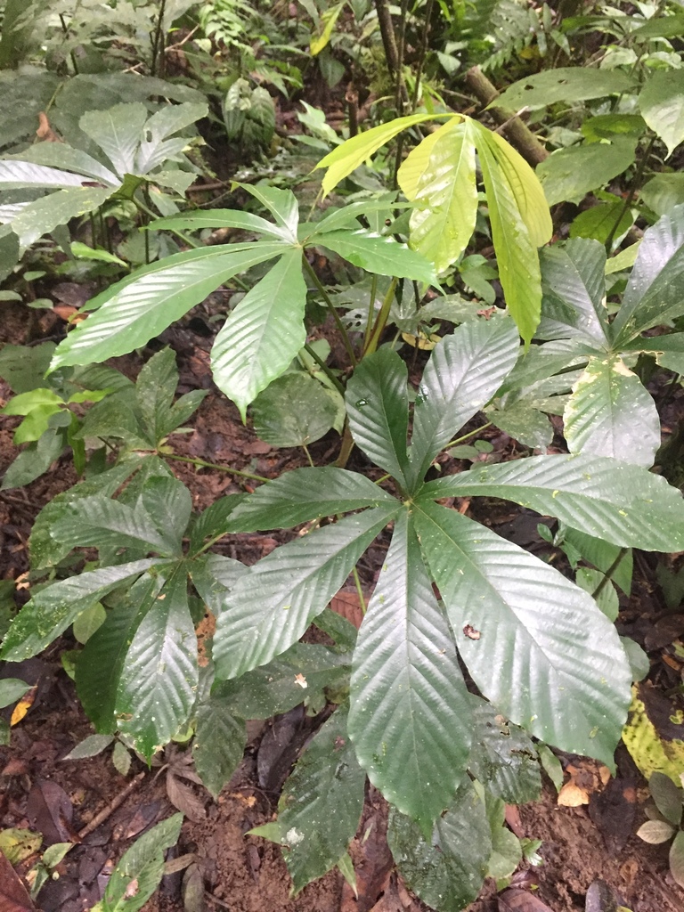 Pourouma tomentosa