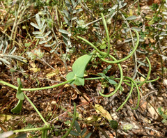 Coronilla scorpioides
