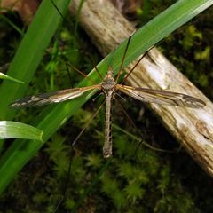 Tipula vittata