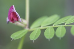 Vicia sativa — photo 3