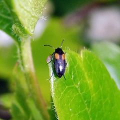 Anaspis fasciata
