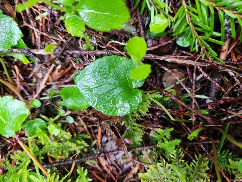 Evergreen Violet foliage