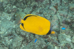 Chaetodon semeion