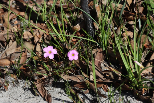 Finger sorrel (Oxalis polyphylla)