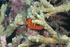 Centropyge loriculus