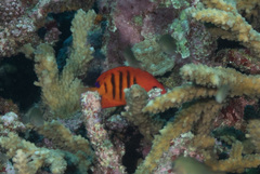 Centropyge loriculus