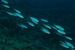 Pterocaesio tessellata